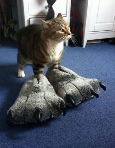 10 Smart Ways to Care for Your Cat’s Cleanliness and Wellbeing