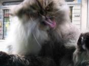 Smart Ways Care Your Cat’s Cleanliness Wellbeing