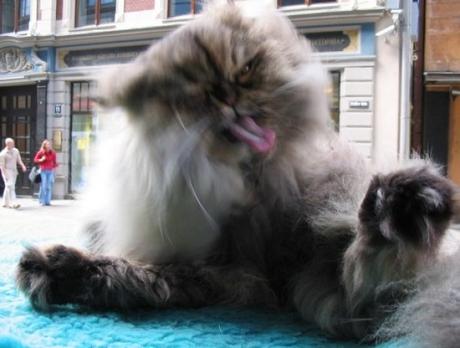 10 Smart Ways to Care for Your Cat’s Cleanliness and Wellbeing