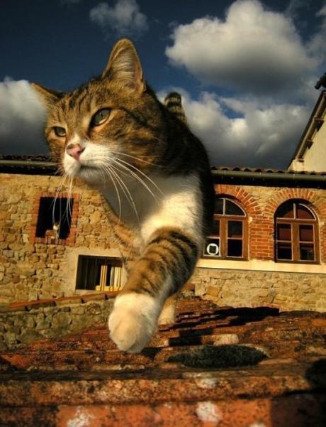 10 Smart Ways to Care for Your Cat’s Cleanliness and Wellbeing