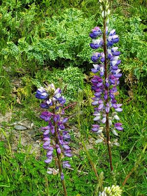 SPRINGTIME IN HUMBOLDT COUNTY, CALIFORNIA: Flowers and Sunshine SPRINGTIME IN HUMBOLDT COUNTY, CALIFORNIA: Flowers and Sunshine