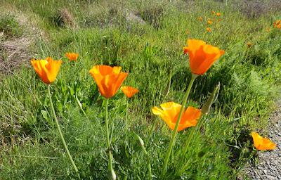 SPRINGTIME IN HUMBOLDT COUNTY, CALIFORNIA: Flowers and Sunshine SPRINGTIME IN HUMBOLDT COUNTY, CALIFORNIA: Flowers and Sunshine