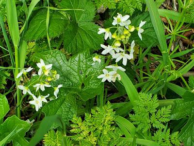 SPRINGTIME IN HUMBOLDT COUNTY, CALIFORNIA: Flowers and Sunshine