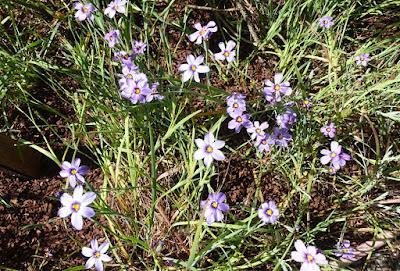 SPRINGTIME IN HUMBOLDT COUNTY, CALIFORNIA: Flowers and Sunshine SPRINGTIME IN HUMBOLDT COUNTY, CALIFORNIA: Flowers and Sunshine