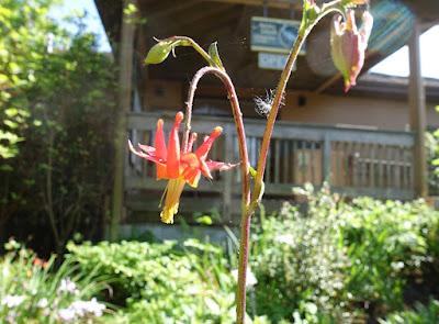 SPRINGTIME IN HUMBOLDT COUNTY, CALIFORNIA: Flowers and Sunshine SPRINGTIME IN HUMBOLDT COUNTY, CALIFORNIA: Flowers and Sunshine
