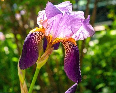 Full force irises! Attack! Attack!