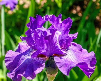 Full force irises! Attack! Attack!