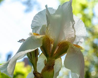 Full force irises! Attack! Attack!