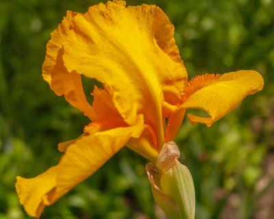 Full force irises! Attack! Attack!