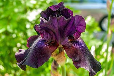 Full force irises! Attack! Attack!