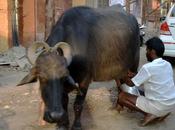 Life Black White கறுப்பு எருமையும் வெள்ளை மனிதனும்