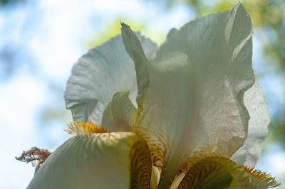 Flowers are creatures of light