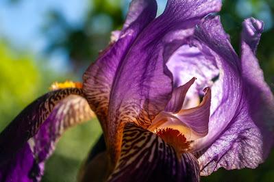 Flowers are creatures of light