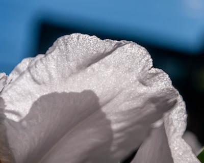 Flowers are creatures of light