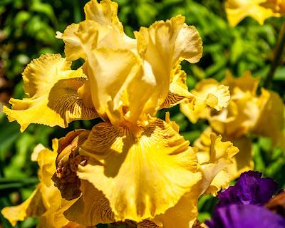 Flowers are creatures of light