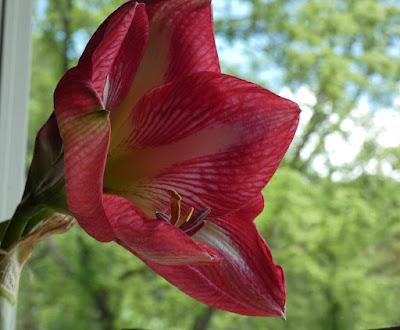 Another Re-Bloomer and Banana Water Another Re-Bloomer and Banana Water