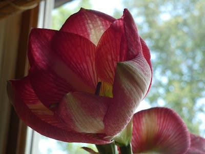 Another Re-Bloomer and Banana Water Another Re-Bloomer and Banana Water