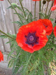 In Retrospect, Simon Armitage