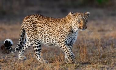 Africa’s Private Islands: Barefoot in Paradise Leopard in Masai Mara Kenya