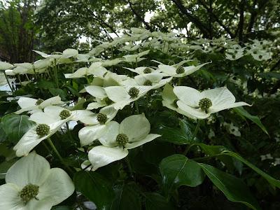 Kousa Dogwood