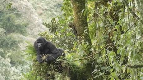 Falling in love with Bwindi all over again!