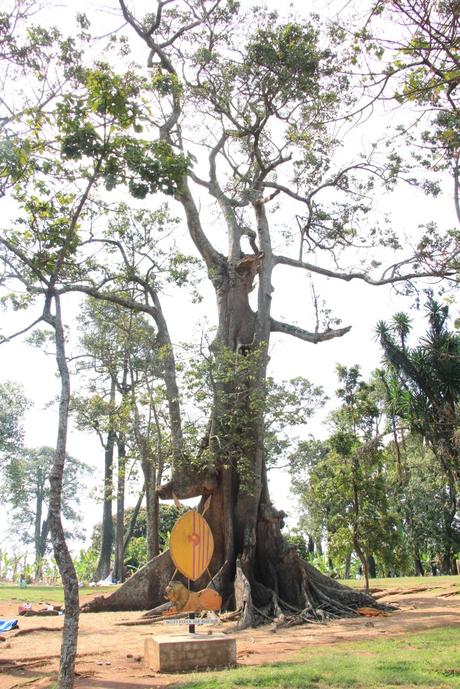 Serendipity in Mubende: the sacred Nakayima Tree Serendipity in Mubende: the sacred Nakayima Tree