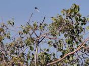 Falling Feather Pigeon