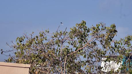 falling feather of a Pigeon falling feather of a Pigeon