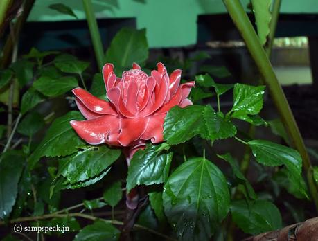 that showy red flowers !!! that showy red flowers !!!