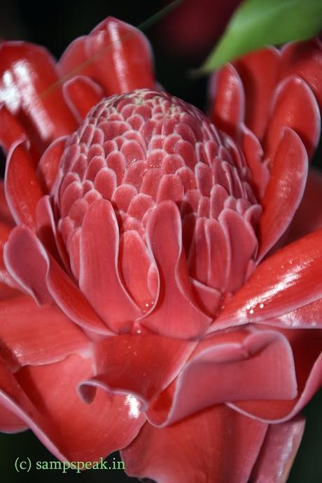 that showy red flowers !!! that showy red flowers !!!