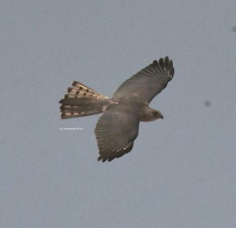 How many birds can you identify ! ? !! How many birds can you identify ! ? !!