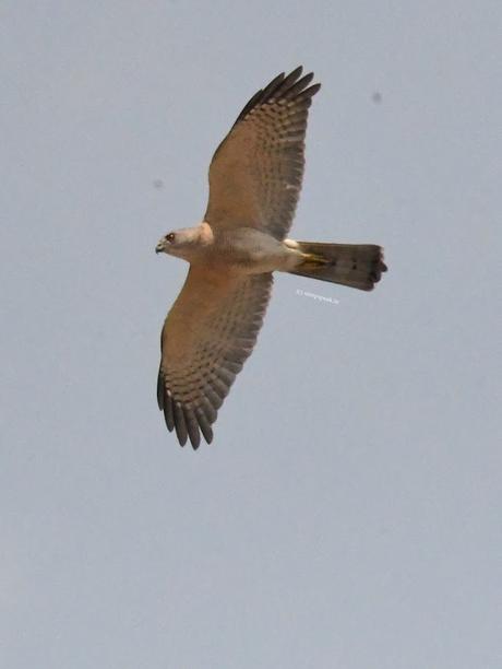 How many birds can you identify ! ? !! How many birds can you identify ! ? !!