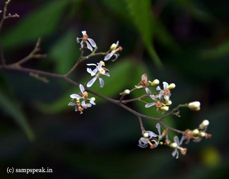 Neem flower  ~  veppam poo