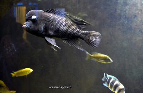 Expressions !! flowerhorn fish !!