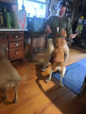 Dog Politics