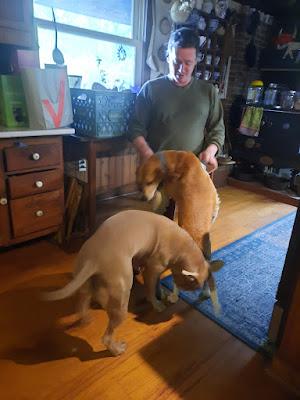 Dog Politics
