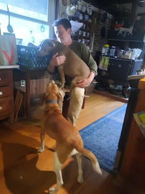 Dog Politics