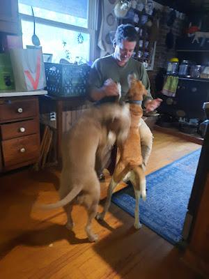 Dog Politics