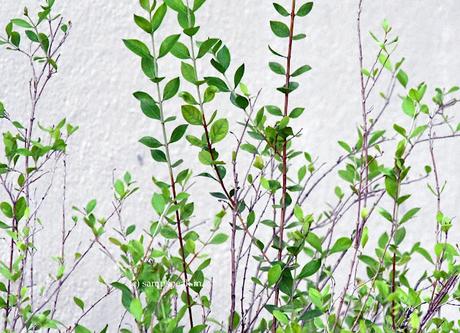 மருதாணி… மருதாணி… மருதாணி விழியில் ஏன் ~ Lawsonia inermis (Henna) !! மருதாணி… மருதாணி… மருதாணி விழியில் ஏன் ~ Lawsonia inermis (Henna) !!