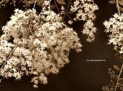 மருதாணி… மருதாணி விழியில் Lawsonia Inermis (Henna)