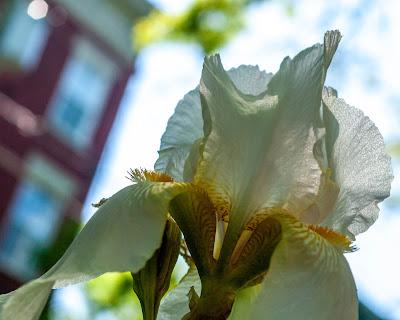 No. I've not forgotten about the irises