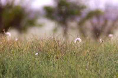 Dandelions, with the sun rising over Ellis Island Dandelions, with the sun rising over Ellis Island