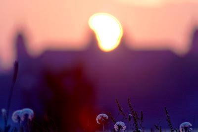 Dandelions, with the sun rising over Ellis Island