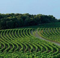 Gambero Rosso's Vini D’Italia 2025 Roadshow Gambero Rosso's Vini D’Italia 2025 Roadshow