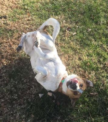 Stella, My Dear Stella, My Dear