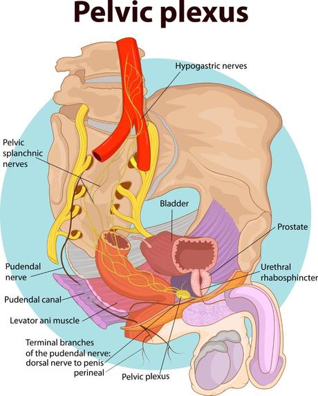 What You Should Know About Pudendal Neuralgia Diagnosis What You Should Know About Pudendal Neuralgia Diagnosis