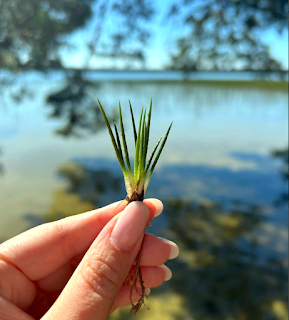 The Monthly Fern—More Quirks of Quillworts