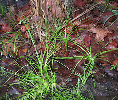 The Monthly Fern—More Quirks of Quillworts