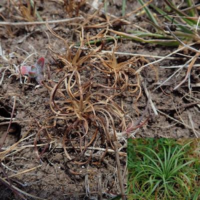 The Monthly Fern—More Quirks of Quillworts