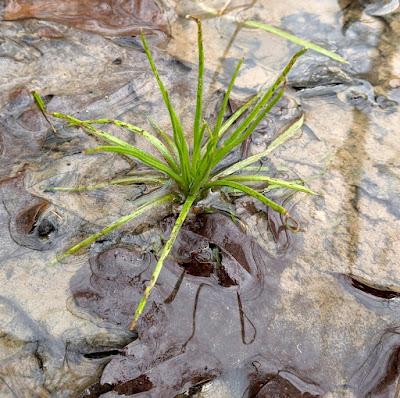 The Monthly Fern—More Quirks of Quillworts